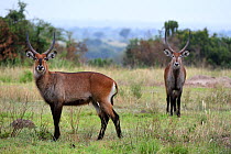 Defassa waterbuck (Kobus ellipsiprymnus defassa) males in savanna. Queen Elizabeth National Park, Uganda, Africa