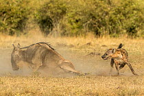Spotted hyena (Crocuta crocuta), hunting a wounded Wildebeest (Connachaetes taurinus) after it crossed the Mara river, Masai Mara game reserve, Kenya