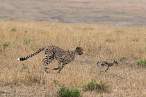 Cheetah (Acinonyx jubatus) juvenile hunting young Thomson's gazelle (Eudorcas thomsonii) Masai Mara Game Reserve, Kenya