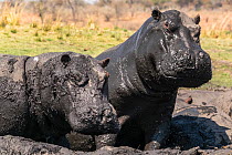 Hippopotamus (Hippopotamus amphibius), mud bathing, Chobe National park, Botswana