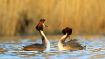 Pair of Great crested grebes (Podiceps cristatus) courting, Cardiff, Wales, UK, March.