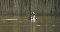 Pair of Great crested grebes (Podiceps cristatus) courting, weed dance, Cardiff, Wales, UK, March.