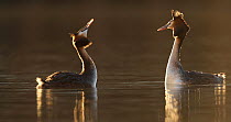 Pair of Great crested grebes (Podiceps cristatus) courting, Cardiff, Wales, UK, March.