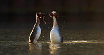 Pair of backlit Great crested grebes (Podiceps cristatus) courting, weed dance, Cardiff, Wales, UK, March.