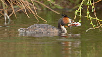 Great crested grebe (Podiceps cristatus) catching a Roach (Rutilus rutilus), Cardiff, Wales, UK, March.