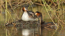 Great crested grebe (Podiceps cristatus) chick dropping a big fish whilst feeding, Cardiff, Wales, UK, March.