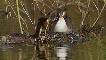 Great crested grebe (Podiceps cristatus) feeding feather to chick, aiding digestion, Cardiff, Wales, UK, March.