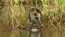 Great crested grebe (Podiceps cristatus) getting off its nest, Cardiff, Wales, UK, March.