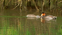 Great crested grebe (Podiceps cristatus) swimming to feed chick, Cardiff, Wales, UK, March.