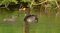 Great crested grebe (Podiceps cristatus) swimming in circles, trying to dislodge chicks from its back, Cardiff, Wales, UK, March.