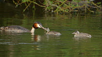 Great crested grebe (Podiceps cristatus) feed elvers to its chick, Cardiff, Wales, UK, March.
