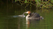 Great crested grebe (Podiceps cristatus) chick trying to climb onto its mother's back, Cardiff, Wales, UK, March.