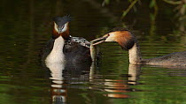 Great crested grebe (Podiceps cristatus) trying to feed a large fish to a chick on mothers back, Cardiff, Wales, UK, March.