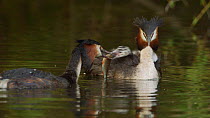 Great crested grebe (Podiceps cristatus) trying to feed a large fish to a chick on mothers back, Cardiff, Wales, UK, March.