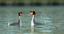 Pair of Great crested grebes (Podiceps cristatus) courting in mist, Cardiff, Wales, UK, March.