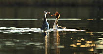 Pair of Great crested grebes (Podiceps cristatus) courting, with inexperienced female and a disinterested male, Cardiff, Wales, UK, March.