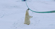 Polar bear (Ursus maritimus) playing with ship's mooring rope, Svalbard, Norway. 2016.