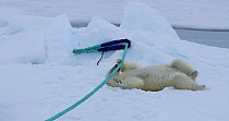 Polar bear (Ursus maritimus) playing with ship's mooring rope, Svalbard, Norway. 2016.