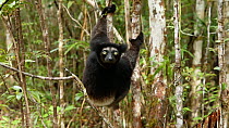 Indri (Indri indri) looking at camera, Madagascar.