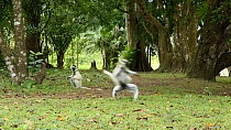 Verreaux's sifaka (Propithecus verreauxi) jumping across the ground, Madagascar.