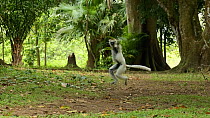 Verreaux's sifaka (Propithecus verreauxi) jumping across the ground, Madagascar.
