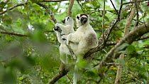 Female Verreaux's sifaka (Propithecus verreauxi) in tree with baby, Madagascar.