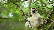 Verreaux's sifaka (Propithecus verreauxi) in tree looking around, Madagascar.