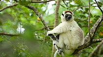 Female Verreaux's sifaka (Propithecus verreauxi) with baby, Madagascar.