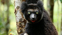 Indri (Indri indri) looking at camera, Madagascar.