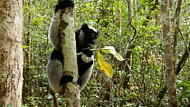Indri (Indri indri) feeding in jungle, Madagascar.