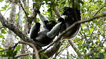 Indris (Indri indri) playing in a tree, Madagascar.