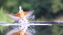 Slow motion clip of a Common kingfisher (Alcedo atthis) diving and missing fish, Scotland, UK, January.