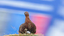 Red grouse (Lagopus lagopus scotica) on post with a van going by in the background, Yorkshire Dales, England, UK, August.