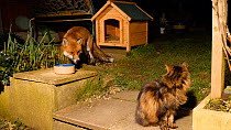 Red fox (Vulpes vulpes) in garden, taking food from a bowl, with a Domestic cat watching in foreground, Birmingham, England, UK, February.