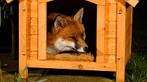 Red fox (Vulpes vulpes) resting in a dog kennel, Birmingham, England, UK, February.