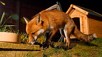Close-up of a Red fox (Vulpes vulpes) feeding from a bowl in a garden, Birmingham, England, UK, March.