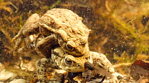 Pair of Common european toads (Bufo bufo) in amplexus, laying eggs, with European common frog (Rana temporaria) tadpoles and Three spined stickleback (Gasterosteus aculeatus) in shot, Birmingham, Engl...