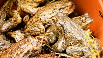 Group of Common european toads (Bufo bufo) in a flower pot, Birmingham, England, UK, April.
