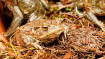 Close-up of a Common european toad (Bufo bufo) in a flower pot, Birmingham, England, UK, April.