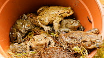 Group of Common european toads (Bufo bufo) in a flower pot, Birmingham, England, UK, April.