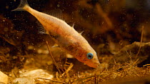 Male Three spined stickleback (Gasterosteus aculeatus) constructing nest, April. Captive.