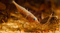 Male Three spined stickleback (Gasterosteus aculeatus) constructing nest, April. Captive.