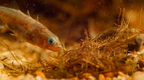 Male Three spined stickleback (Gasterosteus aculeatus) nudging female into nest to encourage egg laying, female exits and male enters nest to fertilise eggs, April. Captive.