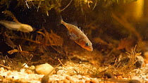 Male Three spined stickleback (Gasterosteus aculeatus) tending to nest, April. Captive.