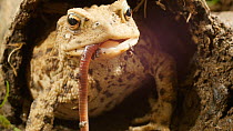 Common European toad (Bufo bufo) catching and eating an earthworm. Captive.