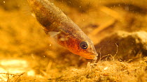 Close-up of a male Three spined stickleback (Gasterosteus aculeatus) fanning water over eggs in nest, May. Captive.
