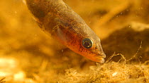 Close-up of a male Three spined stickleback (Gasterosteus aculeatus) fanning water over eggs in nest, May. Captive.