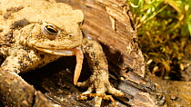 Common european toad (Bufo bufo) catching and eating an earthworm, May. Captive.
