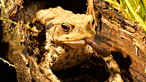 Common european toad (Bufo bufo) swallowing an earthworm, April. Captive.