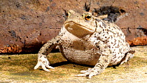 Common european toad (Bufo bufo) on a paving slab, June. Captive.